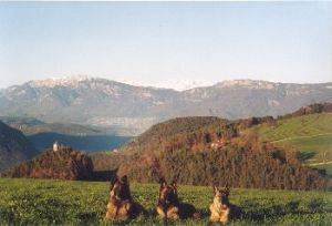 direkt gegenüber gibt es zahlreiche Wanderwege. - Bild 6: entzückendes Domizil mit eigenem eingezäunem Garten in Südtirol