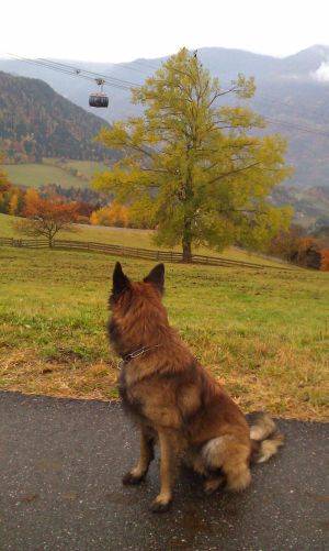 Bild 12: entzückendes Domizil mit eigenem eingezäunem Garten in Südtirol