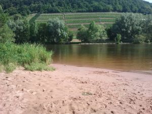 Badebucht am Main sehr versteckt - Bild 35: Ferienhaus Hirtengarten Odenwald Tiere willkommen Hessen