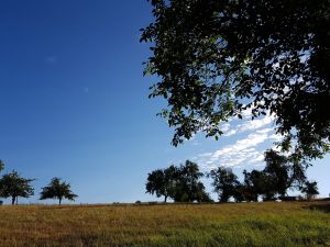 Umgebung Bild 28: Ferienhaus Hirtengarten Odenwald Tiere willkommen Hessen