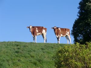 Die auf dem Deich vorm Haus - Bild 23: Ferienhaus mit Hund, zwischen Büsum u. St. Peter, Sauna, Kamin, WLAN