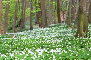 Bild 13: Ferienwohnung "Flintstone" Sassnitz/Rügen/Ostsee