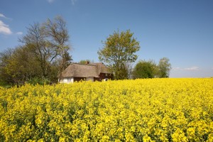 Bild: Reethüs - Friesisch Gemütlich