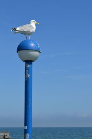Was wollen Sie Meer ? Sommer, Sonne, Sonnenschein auf Deutschlands sonnenreichster Insel - Bild 13: Ferienhaus "Anna" auf Rügen zwischen den Ostseebädern Binz und Sellin