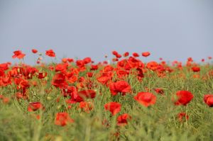 Genießen Sie die einzigartige Biosphäre von Rügen -Ihrem Urlaubsort - Bild 14: Ferienhaus "Anna" auf Rügen zwischen den Ostseebädern Binz und Sellin