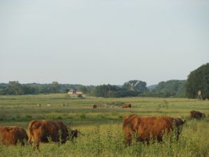 Highland Rinder und Wildpferde auf der Birk - Bild 18: mitten in d. Natur, modern,ruhiges Haus für 6 Pers. rollstuhlgerecht