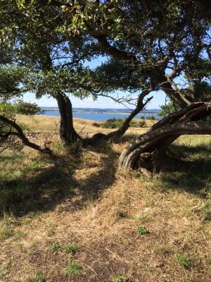 Bild 25: Urlaub auf Deutschlands größter und wohl schönster Insel, Rügen. inkl. WLAN