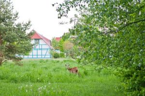 Selbst in der Ferienanlage ist die Natur ganz nah. - Bild 10: B49 Urlaub auf Rügen mit dem Ostseestrand fast vor der Haustür, 2 SZ