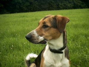 Bild 20: Waldhaus in Weserbergland/Extertal bis 5 Personen-mit Sauna. Hund erlaubt