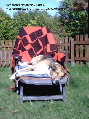 Bild 19: Waldhaus in Weserbergland/Extertal bis 5 Personen-mit Sauna. Hund erlaubt