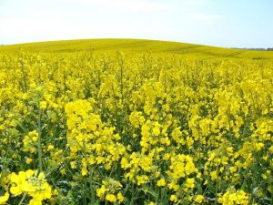 Bild 18: Ferienhaus Stahlbrode Nr. 142, ca. 150m zum Wasser, Zaun, Hunde willkommen