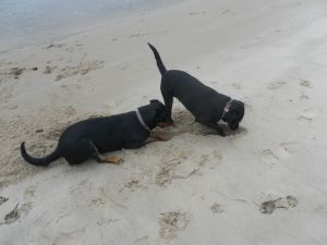 da muss doch was zu finden sein...
Hundevergnügen unserer Vierbeiner - Bild 35: Ferienhaus Windrose Fehmarn OT Puttgarden