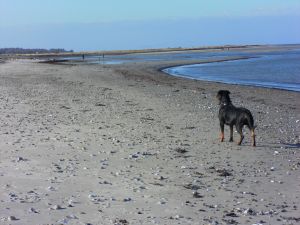 Unsere Nelly auf dem Weg zum Hundestrand - Bild 33: Ferienhaus Windrose Fehmarn OT Puttgarden