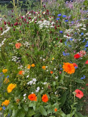 Bild 25: Tolles vier Sterne und vier Pfoten Ferienhaus im Hunsrück, Hunde willkommen