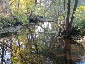 Die Orke fließt direkt an unserem Haus entlang. - Bild 3: FEWO am FLuss m. Bergblick & Balkon & Wiese, W-LAN, 2 Bäder, 2 Hunde gratis