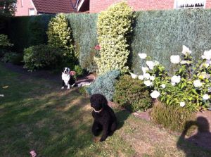 Bild 9: Familienfreundliche Fewo, 2 Schlafzimmer, Garten, Hunde auf Anfrage erlaubt