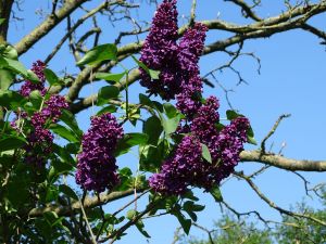 Bild 21: Urlaub im Ferienhaus Joshy an der Nordsee