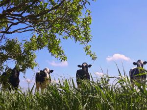 Bild 22: Urlaub im Ferienhaus Joshy an der Nordsee