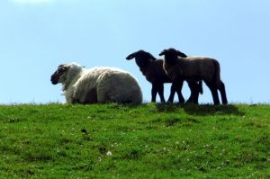 Bild 23: Urlaub im Ferienhaus Joshy an der Nordsee