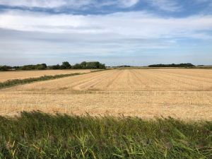 Bild 21: Reet-Ferienhaus in Emmelsbüll-Horsbüll