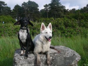 Ostfriesland - finden wir gut! - Bild 17: Ferienhaus "Kristina" an der ostfriesischen Nordseeküste - Hunde erlaubt