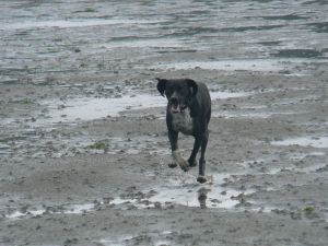Schöner Hundestrand in Norddeich zum Spielen und Toben ! - Bild 10: Ferienhaus "Kristina" an der ostfriesischen Nordseeküste - Hunde erlaubt