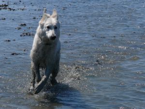 An den Hundestränden in Norddeich oder Nessmersiel kann sich Ihr Vierbeiner richtig austoben! - Bild 14: Ferienhaus "Friederike" an der Nordseeküste - ebenerdig - Hunde erlaubt