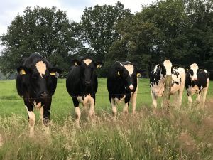 Bild 12: Ferienwohnung Nagel Bergisch Gladbach