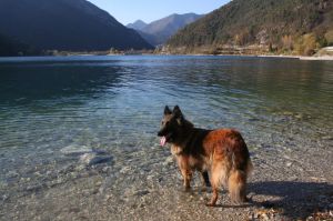 Bild 21: Ferienhaus Regina mit eingezäunten Garten und Seeblick