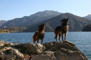 Bild 22: Ferienhaus Regina mit eingezäunten Garten und Seeblick