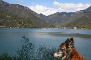 Bild 19: Ferienhaus Regina mit eingezäunten Garten und Seeblick
