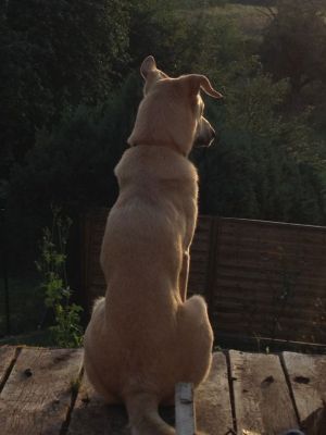 Ihr Hund findet es garantiert schön, man kann in die Ferne blicken oder die Nachbarskatze ausbellen - Bild 10: Ferienhaus Zaunkönig Ihr Urlaub mit Hund im Odenwald / Hessen