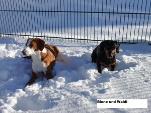 Das Grundstück ist komplett mit einem Gitterstabmattenzaun eingefriedet. - Bild 18: Boiensdorf Ferienhaus Seeadler mit Blick auf das Salzhaff und die Ostsee