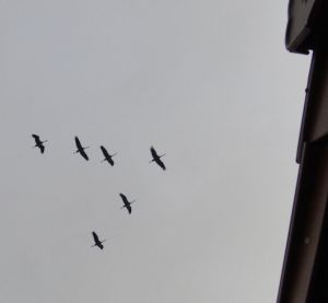 Bild 17: Boiensdorf Ferienhaus Seeadler mit Blick auf das Salzhaff und die Ostsee