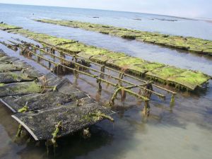 Die Austernbänke fallen bei jeder Ebbe trocken und können besichtigt werden. - Bild 16: Les Prunelles Normannisches Natursteinhaus mit Wintergarten und Kamin