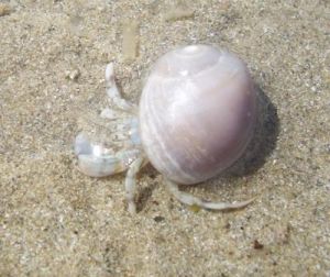Es gibt immer was zu entdecken. - Bild 15: Les Prunelles Normannisches Natursteinhaus mit Wintergarten und Kamin