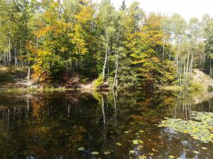 Bild 28: Luxus Blockhaus mitten im Wald Hunsrück