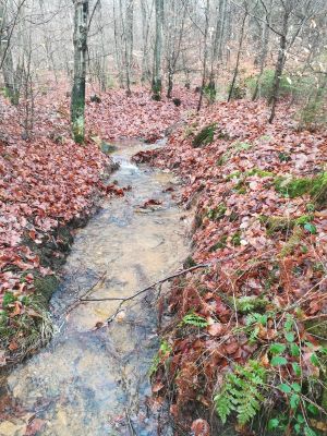 Bild 27: Luxus Blockhaus mitten im Wald Hunsrück