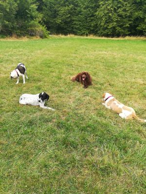 Bild 22: Luxus Blockhaus mitten im Wald Hunsrück