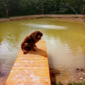 Bild 21: Luxus Blockhaus mitten im Wald Hunsrück