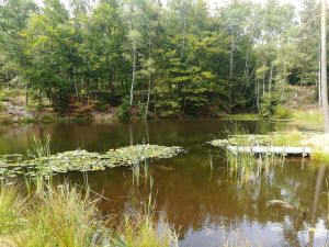 Bild 23: Luxus Blockhaus mitten im Wald Hunsrück