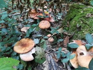 Bild 27: Luxus Ferienhaus mitten im Wald Hunsrück