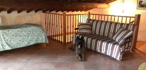 Bild 8: Villa Marina mit Swimmingpool und eingezäunten Garten in der Toskana