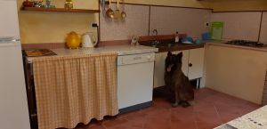 Bild 5: Villa Marina mit Swimmingpool und eingezäunten Garten in der Toskana