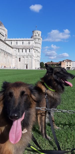 Bild 9: Villa Marina mit Swimmingpool und eingezäunten Garten in der Toskana