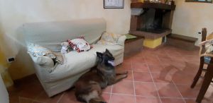 Bild 6: Villa Marina mit Swimmingpool und eingezäunten Garten in der Toskana