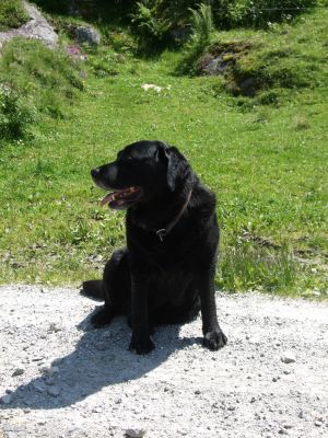 Hund des Hauses und der beste den es gibt ! - Bild 12: Schönes Ferienappartement im Sauerland