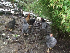 Eier von unseren 6 Damen können Sie bei uns täglich erwerben..... - Bild 14: Schönes Ferienappartement im Sauerland