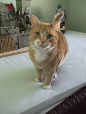 Kater des Hauses - er könnte auch Prinz Charming heißen - Bild 13: Schönes Ferienappartement im Sauerland