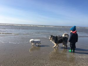 Ein Paradies für Hunde - Bild 16: EG Ferienwohnung 80 m zum Strand in Juliusruh, 9 km Sandstrand